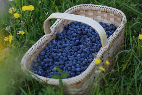 Frische Heidelbeeren vom Seppelbauer