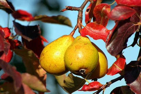 Die Streuobstwiese – Obstvielfalt deluxe