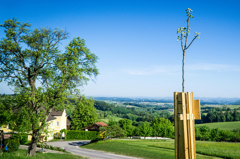 Die Streuobstwiese – alte Bäume, neue Chancen