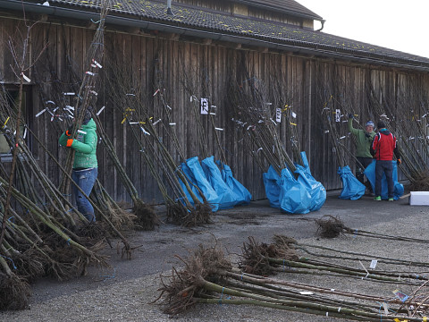 Das Mostviertel und sein Most