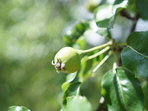 So geht's unseren Mostbirnen zurzeit