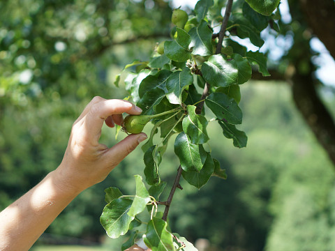 So geht's unseren Mostbirnen zurzeit