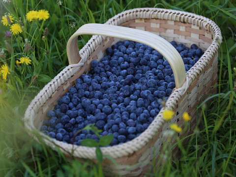 Frische Heidelbeeren vom Seppelbauer