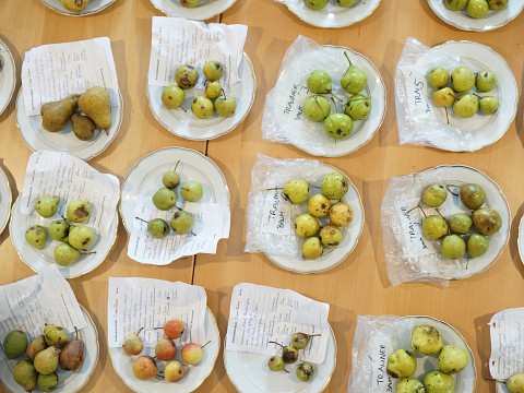 Kennst du deine Birnen