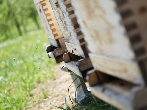 Konstrukteure einer perfekten Bestäubung