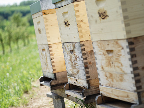 Konstrukteure einer perfekten Bestäubung
