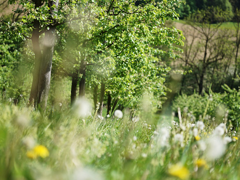 Konstrukteure einer perfekten Bestäubung