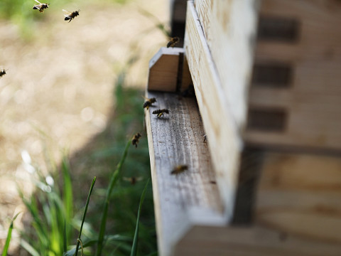 Konstrukteure einer perfekten Bestäubung