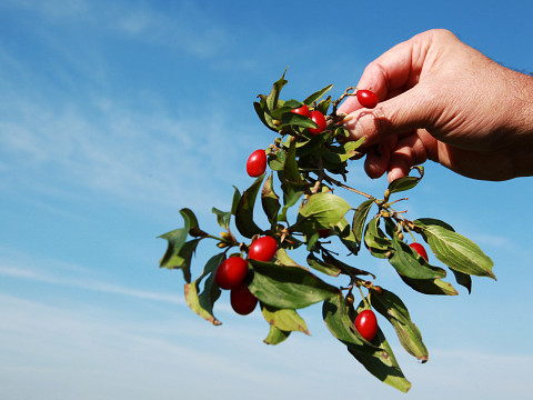 Dirndl-Saison eröffnet