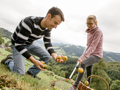 Ernte im Mostviertel