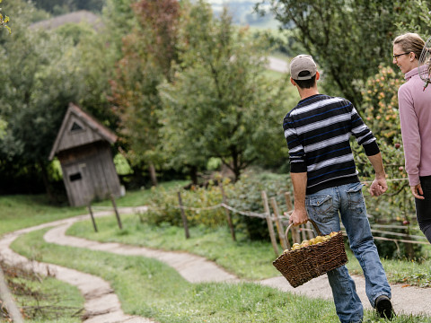 Ernte im Mostviertel