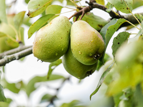 Ernte im Mostviertel