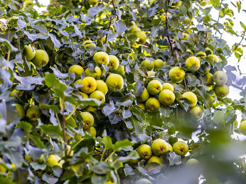 Die Jahrhunderternte 2018