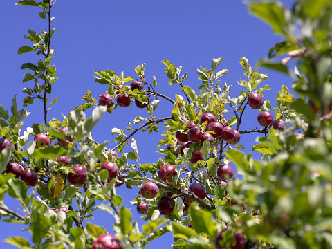 Die Jahrhunderternte 2018