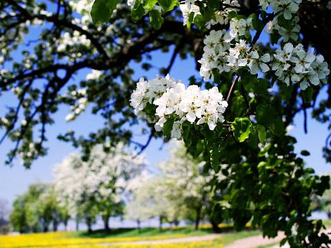 Im Fokus: die Streuobstwiese