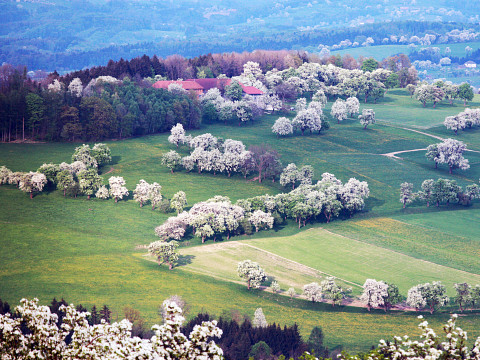 Im Fokus: die Streuobstwiese