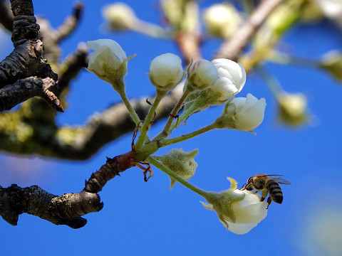 Die Streuobstwiese – Heimat für viele Tiere