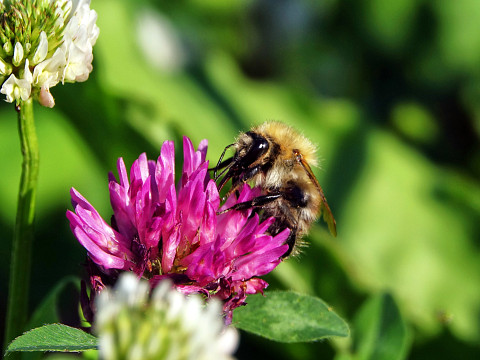 Die Streuobstwiese – Heimat für viele Tiere