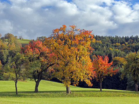 Die Streuobstwiese – Platz der Pflanzenvielfalt