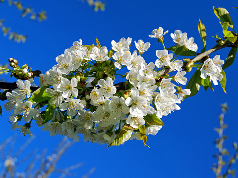 Die Streuobstwiese – Platz der Pflanzenvielfalt