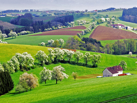 Die Streuobstwiese – Platz der Pflanzenvielfalt