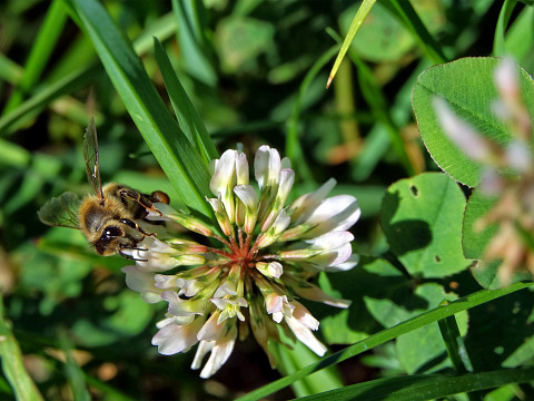 Die Streuobstwiese – Platz der Pflanzenvielfalt