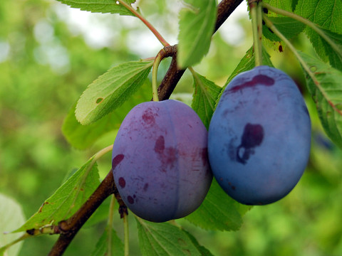 Die Streuobstwiese – Obstvielfalt deluxe