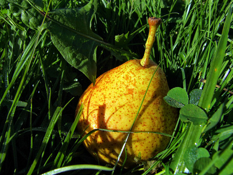 Die Streuobstwiese – Obstvielfalt deluxe