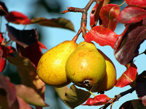 Die Streuobstwiese – Obstvielfalt deluxe