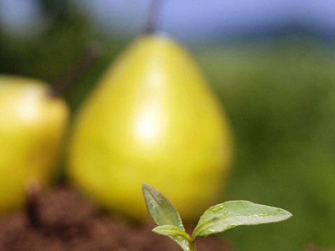 Die Streuobstwiese – alte Bäume, neue Chancen