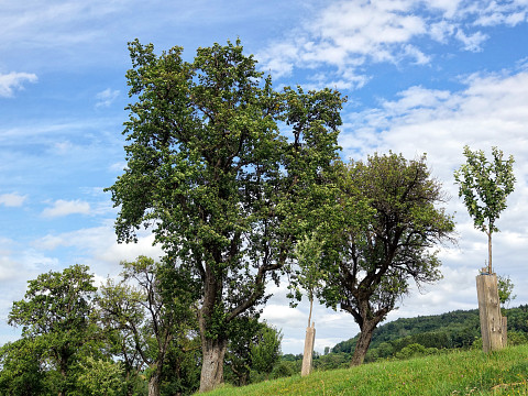 Die Streuobstwiese – alte Bäume, neue Chancen