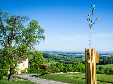 Die Streuobstwiese – alte Bäume, neue Chancen