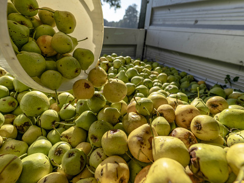 Apfel, Nuss und Kletzenbirn