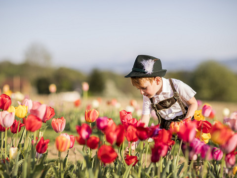 Der Frühling beim Mostbaron - Blütenduft und Lebensfreude
