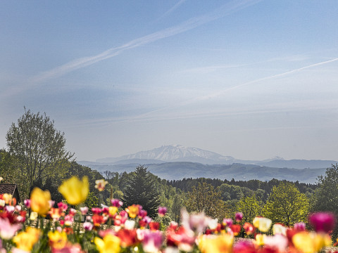 Der Frühling beim Mostbaron - Blütenduft und Lebensfreude