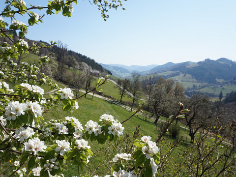 Die Wildbienen - die heimlichen Stars der Bienenszene