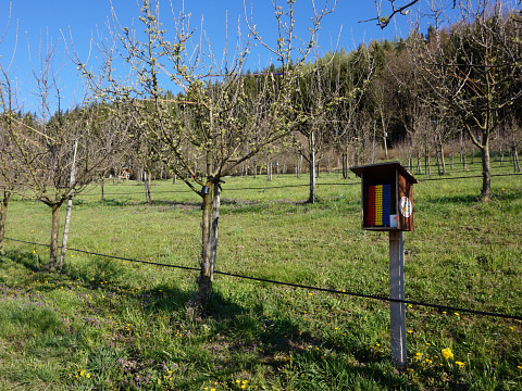 Die Wildbienen - die heimlichen Stars der Bienenszene