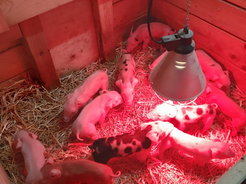 Hinter den Kulissen: Die Mostbarone als Bauern