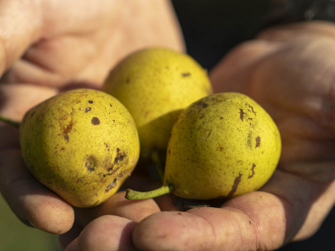 Die ungeahnten Schätze der Streuobstwiese