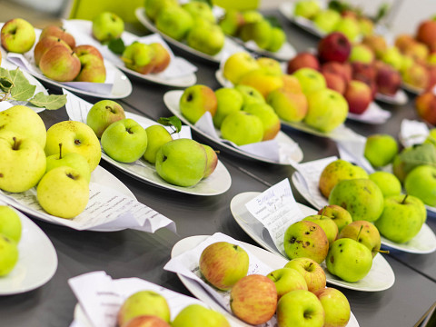 Die ungeahnten Schätze der Streuobstwiese