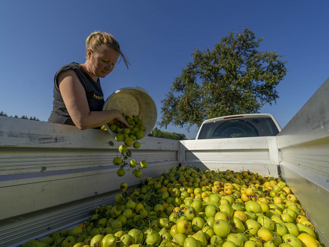 Die ungeahnten Schätze der Streuobstwiese