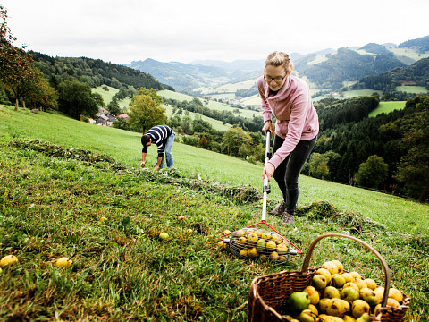 Die Hüter des Mostbirnbaumes