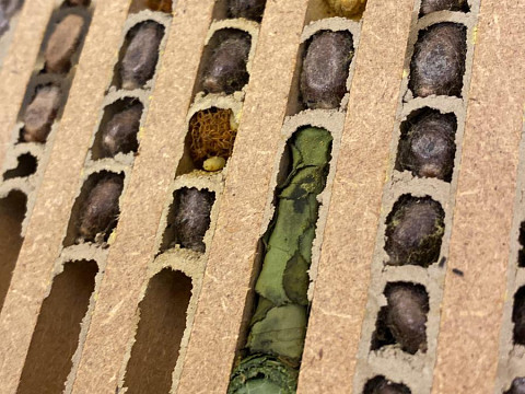 Wildbienen-Paten Mostlandhof