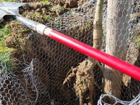 Wie setzt man Richtig einen Baum? Baumpflanzzeit beim Mostbaron