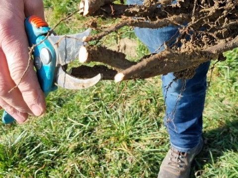 Wie setzt man Richtig einen Baum? Baumpflanzzeit beim Mostbaron