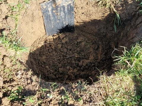 Wie setzt man Richtig einen Baum? Baumpflanzzeit beim Mostbaron