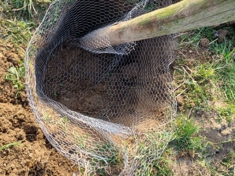 Wie setzt man Richtig einen Baum? Baumpflanzzeit beim Mostbaron