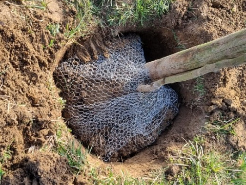 Wie setzt man Richtig einen Baum? Baumpflanzzeit beim Mostbaron