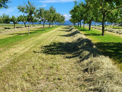 Heuernte in der Streuobstwiese: Ein Gewinn für Natur und Obs...