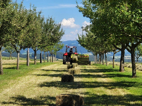 Heuernte in der Streuobstwiese: Ein Gewinn für Natur und Obs...